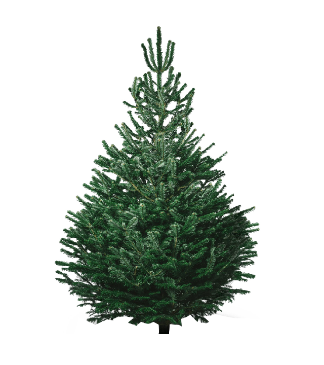 Norðmannsþinur 125-150 cm