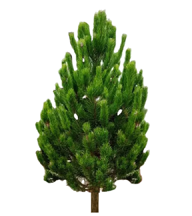 Stafafura 200-250 cm