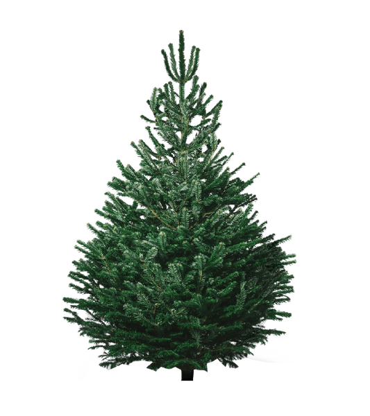 Norðmannsþinur 175-200 cm