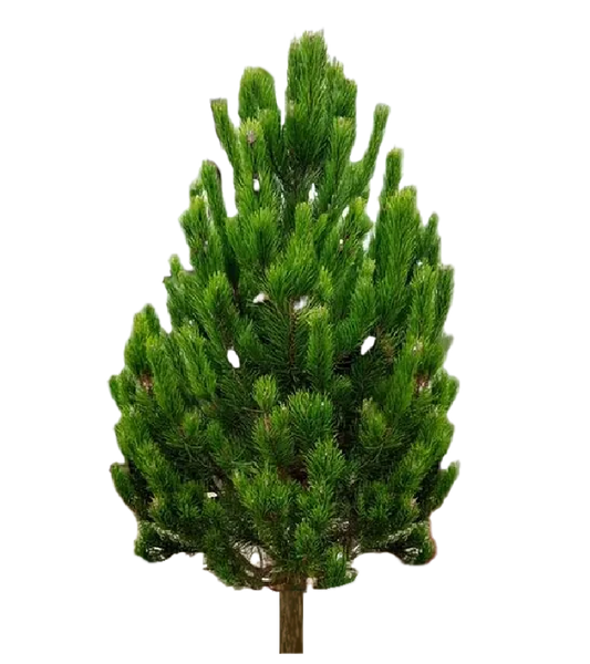 Stafafura 150-200 cm